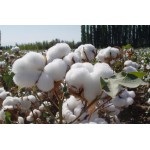 棉花收获机收获机械MXT-1500棉种脱绒成套设备